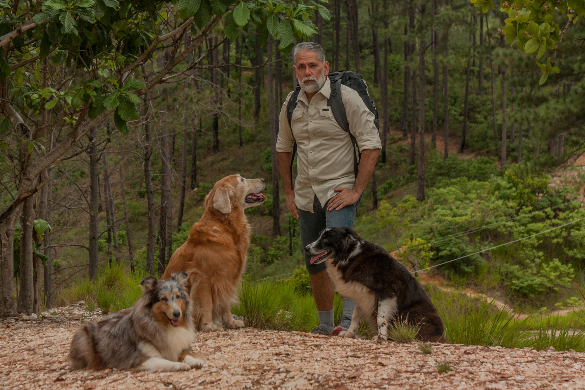 mężczyzna z psami w lesie